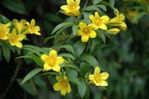 Yellow-Jasmine