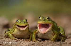 features-and-different-frogs-and-toads3