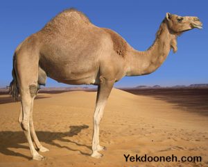 Tabir-Khab-Camel