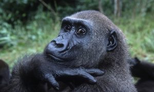 Western Lowland Gorilla (Gorilla gorilla gorilla), portrait.    Orphaned gorillas reintroduced into the wild.    Projet: "Protection des Gorilles", Gabon and Congo    Distribution: Tropical Rainforest, Western Central Africa (Nigeria to DRC)