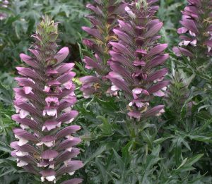 acanthus_spinosus_beth_chatto039s_form