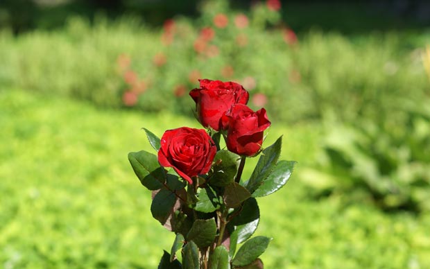 رز قرمز rose
