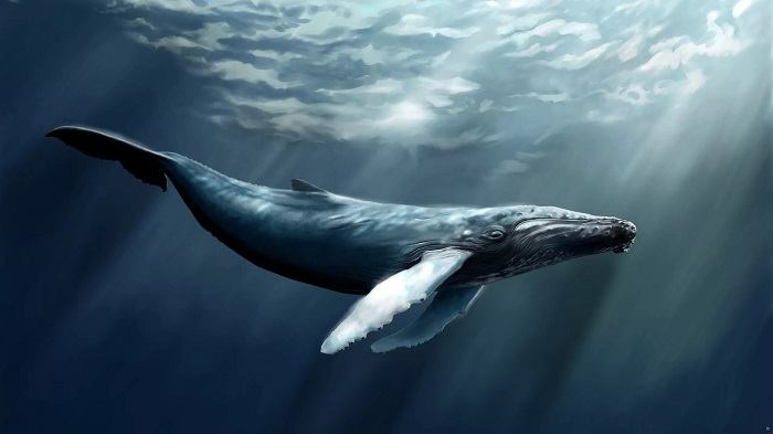 بازی نهنگ آبی یا Blue Whale بازی عجیب و ترسناک دنیای مجازی و چالشی برای خودکشی