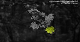 نحوه ختم سوره مبارکه اقرا برای شفای فوری بیمار و حاجت روایی