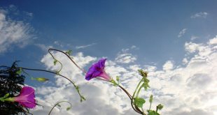 دعای افزایش رزق و روزی در خانه - آیات قرآنی جهت سود و منفعت زیاد در مغازه و تجارت