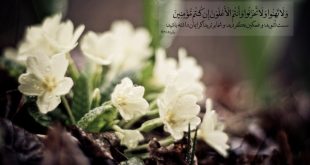 دعای مجرب جهت رفع دشمنی و آشتی - آیات قرآنی برای ایجاد صلح و آشتی میان دو نفر
