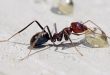 تعبیر خواب مورچه - دیدن لانه مورچه در خواب تعبیرش چیست ؟