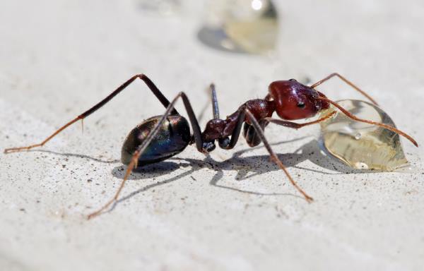 تعبیر خواب مورچه – دیدن لانه مورچه در خواب تعبیرش چیست ؟