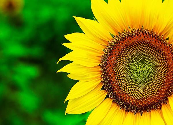 تعبیر خواب گل آفتابگردان – دیدن مزرعه آفتابگردان در خواب نشانه چیست ؟