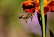 راز شیرین شدن عسل زنبور عسل چیست ؟