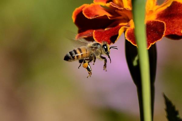راز شیرین شدن عسل زنبور عسل چیست ؟