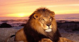 تعبیر خواب شیر جنگل - دیدن حمله شیر و فرار از چنگال شیر جنگل در خواب چه تعبیری دارد