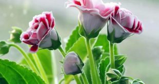 دعای مجرب دوستی و محبت - دعای سریع الاجابه احضار محبت شخص مورد نظر