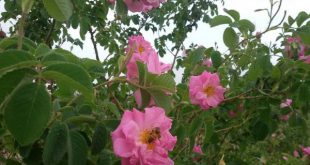 دعای سریع الاجابه و مجرب برای ازدواج دختری که خواستگار ندارد و در خانه مانده