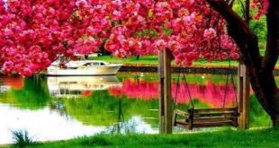 آیات قرآنی برای رفع خسیسی اشخاص - ختم مجرب برای هفت نیت و حاجت