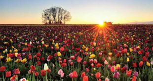 دعا برای دور شدن شر مزاحم در زندگی - دعای رسیدن به حاجات در زندگی