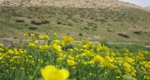 نسخه ای مجرب برای مطیع شدن همسر و خوب شدن زن بد دهان
