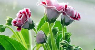 نسخه سریع الاجابه برای حاجت روایی و رسیدن به خواسته ها