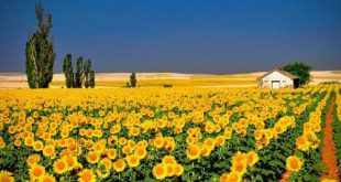 دعای مجرب برای بدخویی و پرخاشگری کودک
