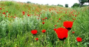 آیات قرآنی برای فروش فوری ملک و خانه و زمین بسیار مجرب و تضمینی