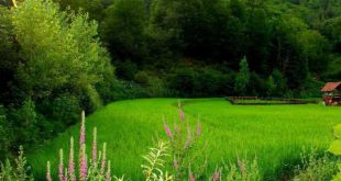 سوره مجرب برای رفتن به سفر حج - خواص و فضیلت خواندن سوره حج