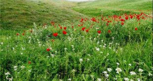 دعاهای معتبر برای برآورده شدن حاجت تضمینی و فوری