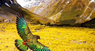 دعای به دست آوردن علم غیب - چه کسانی علم غیب دارند