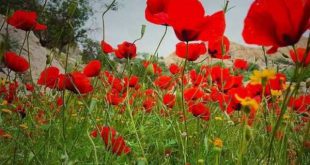 آیات قرآنی برای حفظ از بلاها در سفر - سوره در امان ماندن از خطرات در مسافرت
