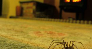 تعبیر خواب کشتن عنکبوت سیاه - تعبیر کشتن عنکبوت بزرگ در خانه