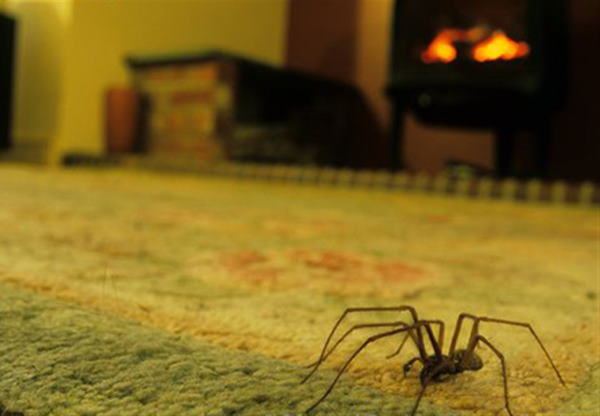 تعبیر خواب کشتن عنکبوت سیاه – تعبیر کشتن عنکبوت بزرگ در خانه