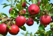 تعبیر و تفسیر دیدن سیب در خواب چیست و چیدن سیب از درخت