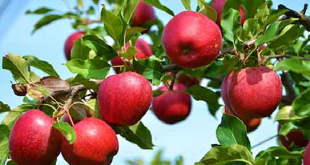تعبیر و تفسیر دیدن سیب در خواب چیست و چیدن سیب از درخت